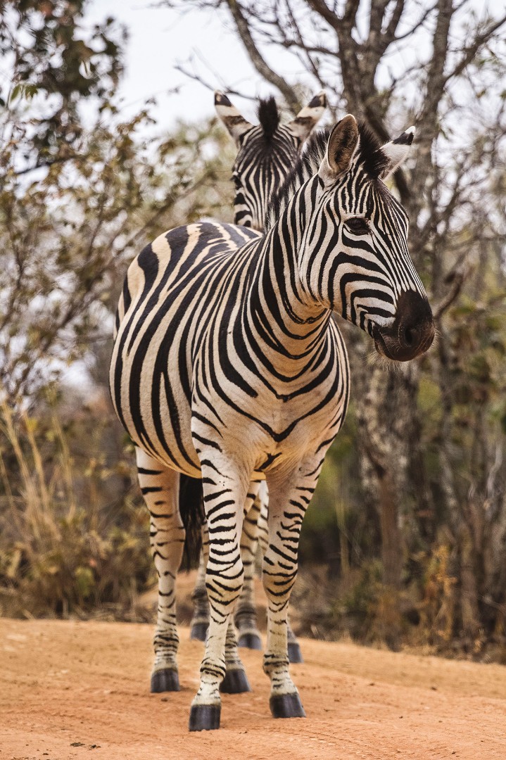 Фрески Ortograf арт 30028 фото 1