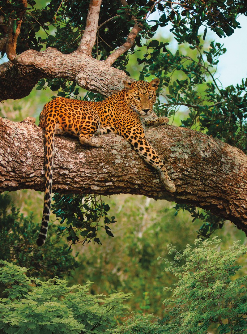 Фрески Ortograf арт 30042 фото 1